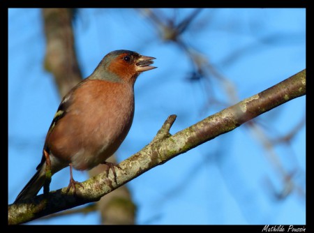 Pinson des arbres (mâle)